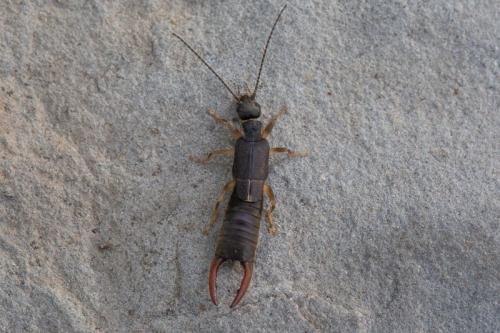 Nala lividipes